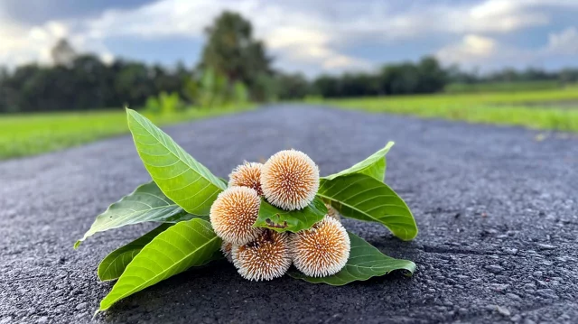 আষাঢ়ের প্রথম দিন আজ